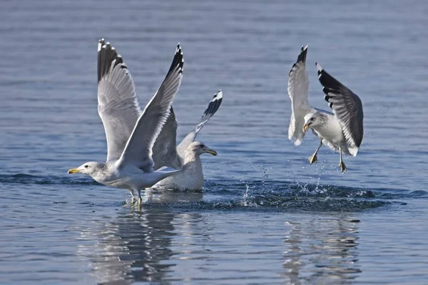 Groupe Trois Mouettes Battent Pour Des Poissons Dans Lac Dans — Photo