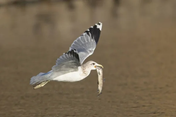 Eine Möwe Fliegt Aus Dem Wasser Nachdem Sie Nord Idaho — Stockfoto