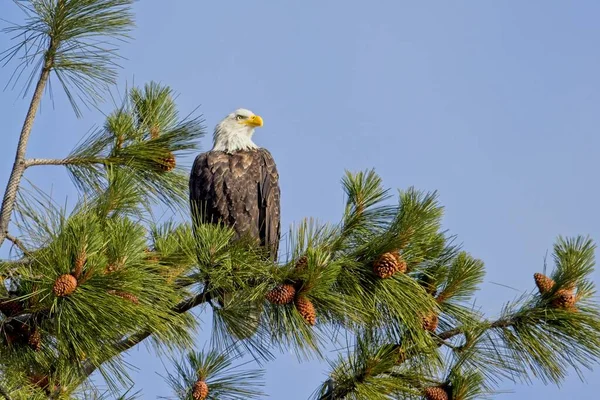 Majestic Bald Eagle Perched Tree Blue Sky North Idaho — Stock Photo, Image