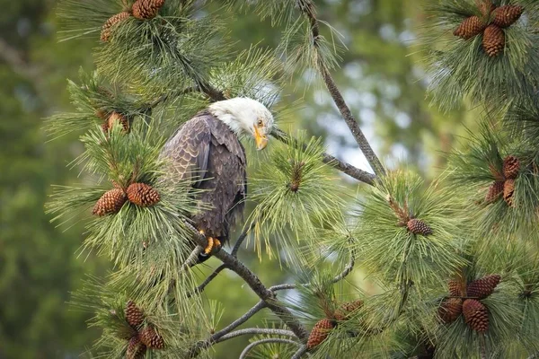 Uma Águia Careca Americana Empoleirada Galho Árvore Está Ficando Alerta — Fotografia de Stock