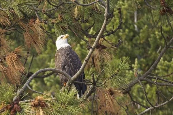 Uma Águia Careca Americana Empoleirada Galho Árvore Está Ficando Alerta — Fotografia de Stock