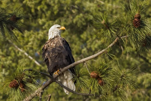 Uma Águia Careca Americana Está Empoleirada Pinheiro Norte Idaho — Fotografia de Stock