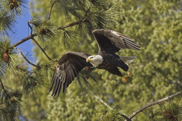 Uma Águia Careca Americana Lança Ramo Voa Para Longe Norte — Fotografia de Stock