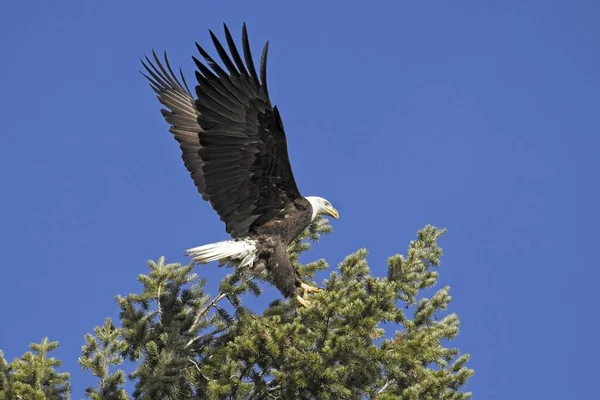 Bald Eagle Wings Stretch Out Landing Tree Top Sunny Day — Stock Photo, Image