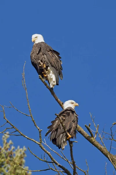 Dos Águilas Calvas Están Encaramadas Ramas Estériles Contra Cielo Azul — Foto de Stock