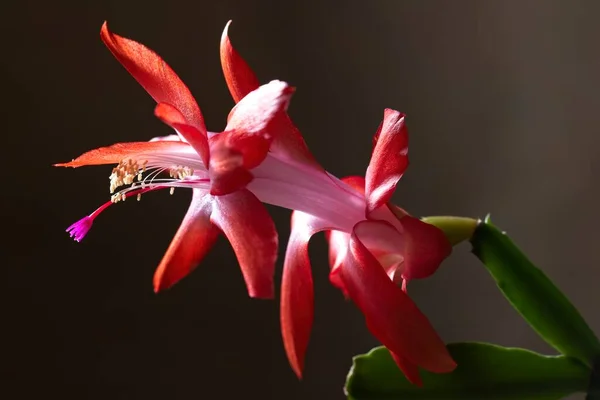 Zbliżenie Studio Fotografia Kwiatu Kaktus Cristmas — Zdjęcie stockowe
