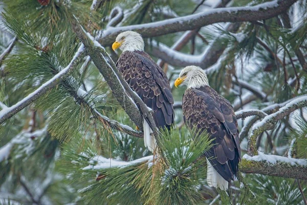 Duas Águias Carecas Estão Empoleiradas Ramo Coberto Neve Norte Idaho — Fotografia de Stock