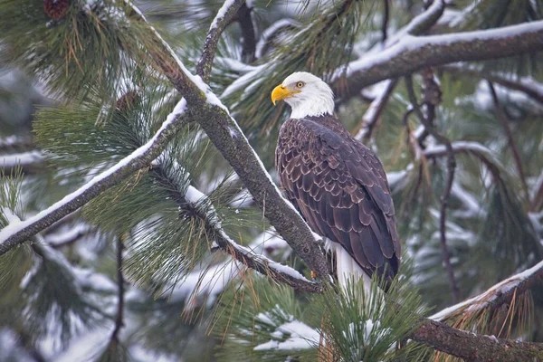Alert Bald Eagle Perched Snow Covered Branch North Idaho — Stock Photo, Image