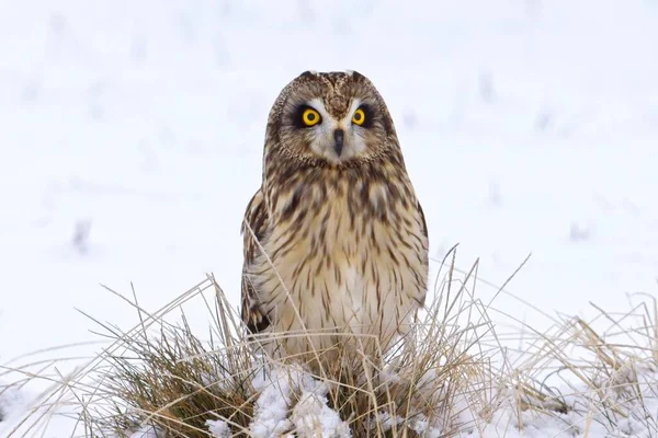 Portraiture Female Short Eared Owl Looking Camer North Idaho — 图库照片