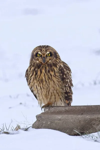 アイダホ州北部のカメラを直接見ているオスの耳の短いフクロウの肖像画 — ストック写真