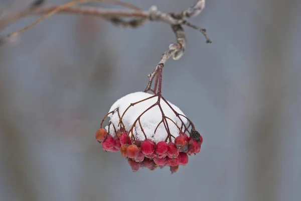 Close Snow Covered Mountain Ash Berries Hanging Branch — Stock Photo, Image