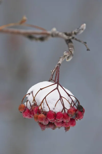 Close Snow Covered Mountain Ash Berries Hanging Branch — Stock Photo, Image