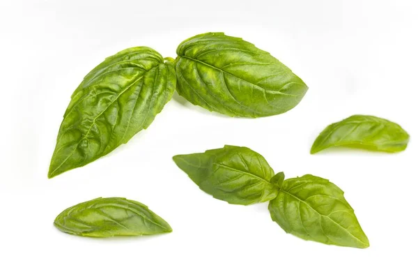 Group Basil Leaves Set White Background — Stock Photo, Image