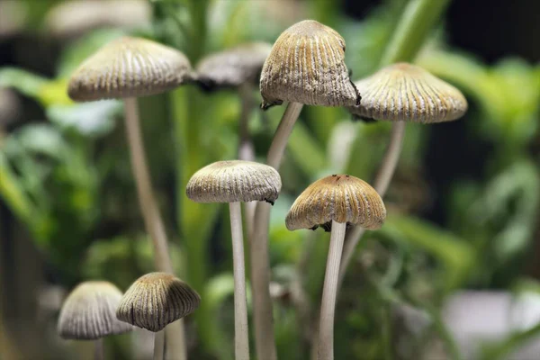 Een Close Van Kleine Paddestoelen Die Snel Groeien Potplanten — Stockfoto