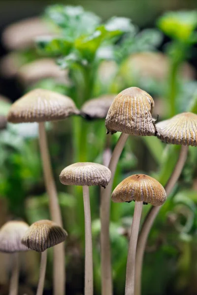 在盆栽中生长迅速的小蘑菇的特写 — 图库照片