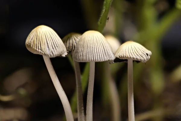 在盆栽中生长迅速的小蘑菇的特写 — 图库照片