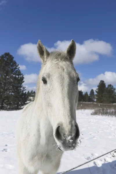 Retrato Cerca Hermoso Caballo Blanco Cerca Cheney Washington —  Fotos de Stock