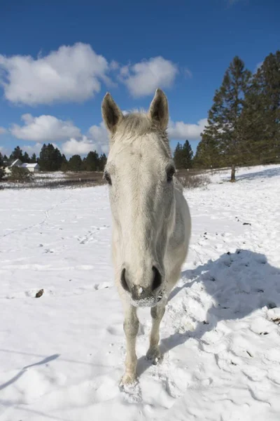 Portret Pięknego Białego Konia Niedaleko Cheney Waszyngton — Zdjęcie stockowe