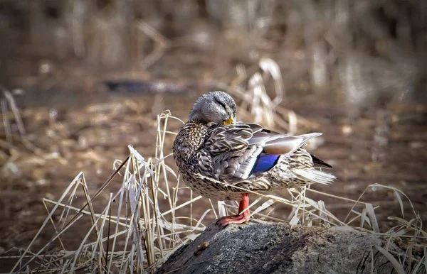 Female Mallard Duck Perched Rock Hauser Idaho — Stock Photo, Image