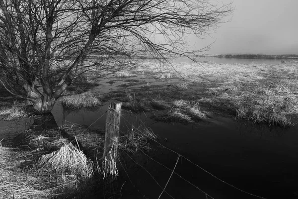 Photo Noir Blanc Prairies Inondées Près Lac Hauser Dans Nord — Photo