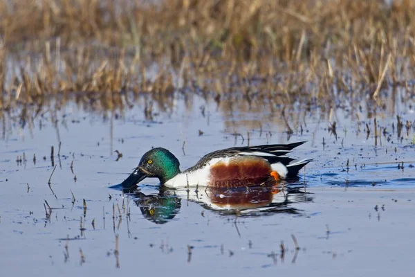 Male Northern Shoveler Has Its Bill Water Hauser Idaho — Stock Photo, Image