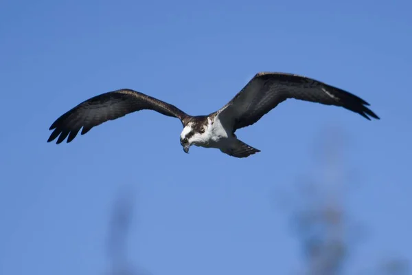 Een Visarend Vliegt Omhoog Lucht Zoek Naar Een Vis Vangen — Stockfoto