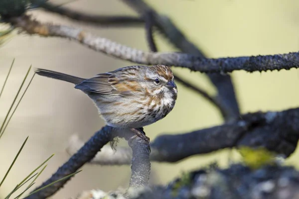 Cute Little Song Sparrow Perched Branch Light Coeur Alene Idaho — Stock Photo, Image