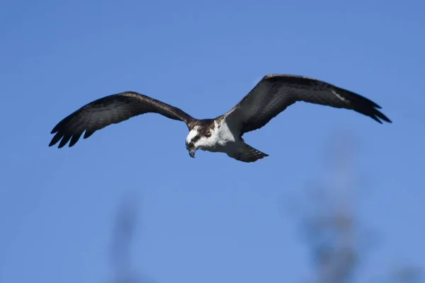 Ein Fischadler Fliegt Den Himmel Auf Der Suche Nach Einem — Stockfoto