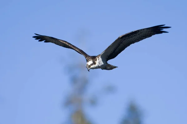 Balbuzard Vole Dans Ciel Recherche Poisson Attraper Dans Lac Fernan — Photo