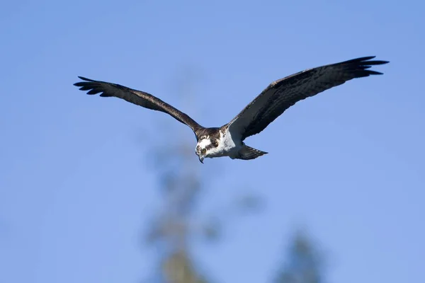 Ein Fischadler Fliegt Den Himmel Auf Der Suche Nach Einem — Stockfoto