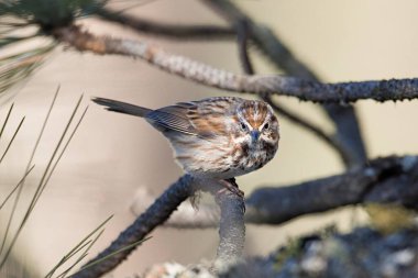 Coeur d 'Alene, Idaho yakınlarındaki bir ışıkta küçük şirin bir serçe tünemiş..