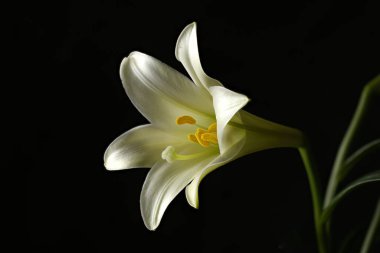 Stüdyoda güzel bir Paskalya zambağı..