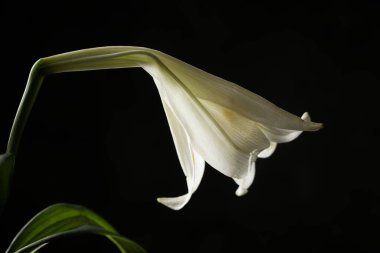 Siyah bir arkaplana karşı beyaz bir zambak yan görünümü.