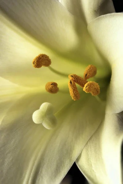 Macro Photo Easter Lily — Foto Stock