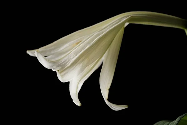 Side View White Lily Set Black Background — Stockfoto