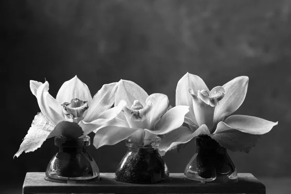 Una Foto Estudio Blanco Negro Pequeñas Orquídeas Botellas Vidrio — Foto de Stock