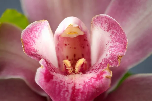 Macros Photo Beautiful Pink Orchid — Stok fotoğraf