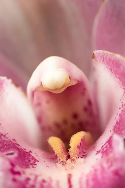 一张美丽的粉色兰花内部的巨幅照片 — 图库照片