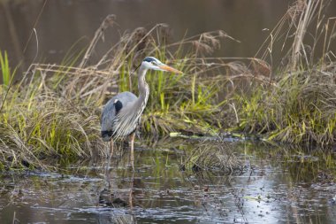 Kuzey Idaho 'daki bir sulak alanda büyük mavi bir balıkçıl duruyor..