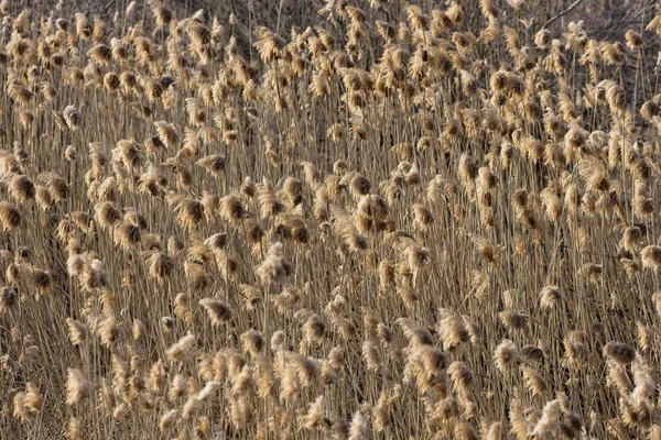 アイダホ州北部のバックライト付きの黄色の雑草の束 — ストック写真