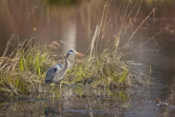 Kuzey Idaho 'daki bir sulak alanda büyük mavi bir balıkçıl duruyor..