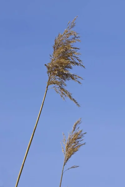 爱达荷州北部明亮的蓝天映衬着黄色的杂草茎 — 图库照片