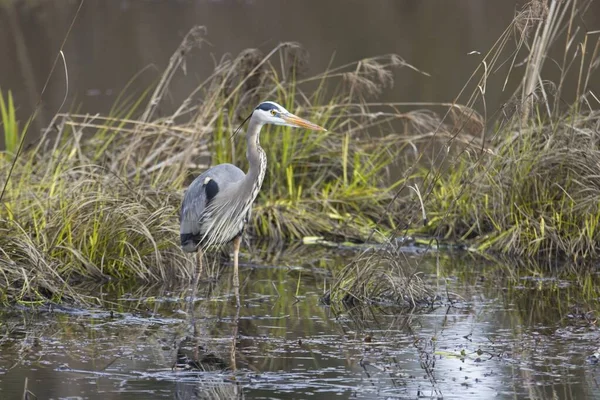 Kuzey Idaho 'daki bir sulak alanda büyük mavi bir balıkçıl duruyor..