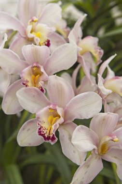 Spokane, Washington 'daki Manito Park' ta yakın plan pembe, sarı ve mor orkideler..