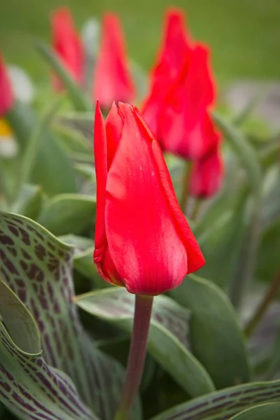 Primer Plano Tulipán Rojo Cerrado Jardín Manito Park Spokane Washington — Foto de Stock