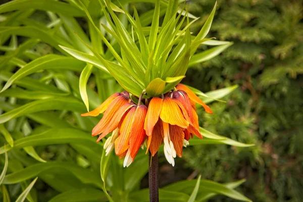 Close Beautiful Orange Colored Crown Imperial Lily Manito Park Spokane — Zdjęcie stockowe