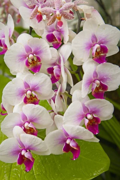 Close White Purple Orchids Manito Park Spokane Washington — Foto Stock