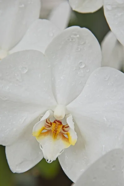 Close Pure White Orchid Manito Park Spokane Washington — Stok fotoğraf