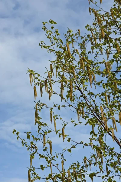 Interessante Objecten Hangen Aan Deze Bomen Tegen Een Blauwe Lucht — Stockfoto