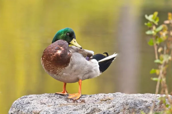 Male Mallard Duck Stands Rock Pond Manito Park Spokane Washington — Stockfoto